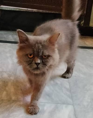 Persian male cats