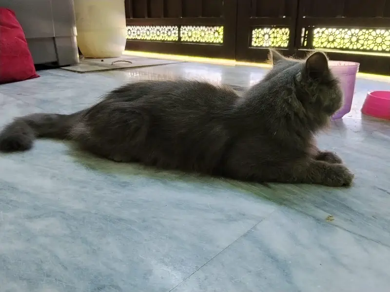Persian male cats — photo 2
