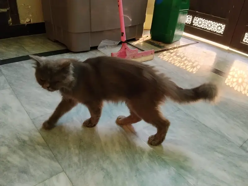 Persian male cats — photo 3