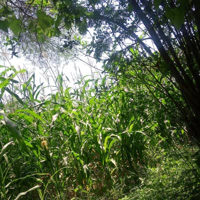 makahi