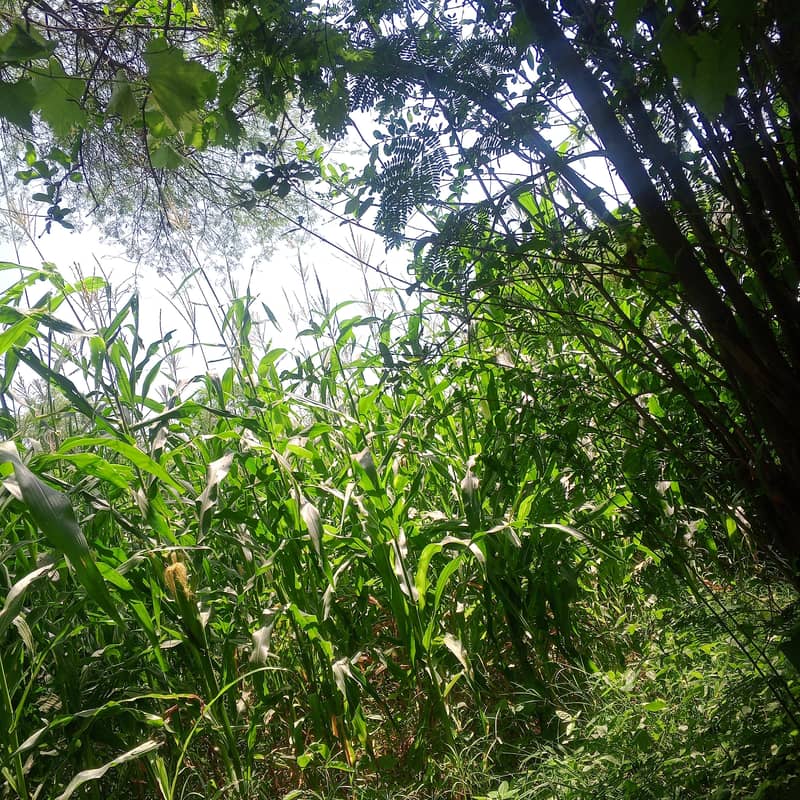 makahi 0
