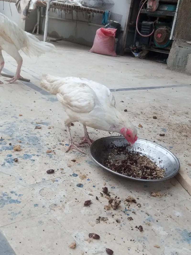 Heera aseel — photo 6
