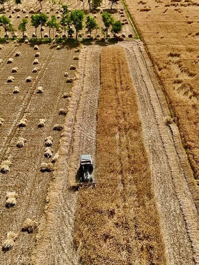 126 Acre(1008 Kanal) Agricultural Land Carpet Road For Sale Talwandi Kasur