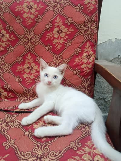 Persian