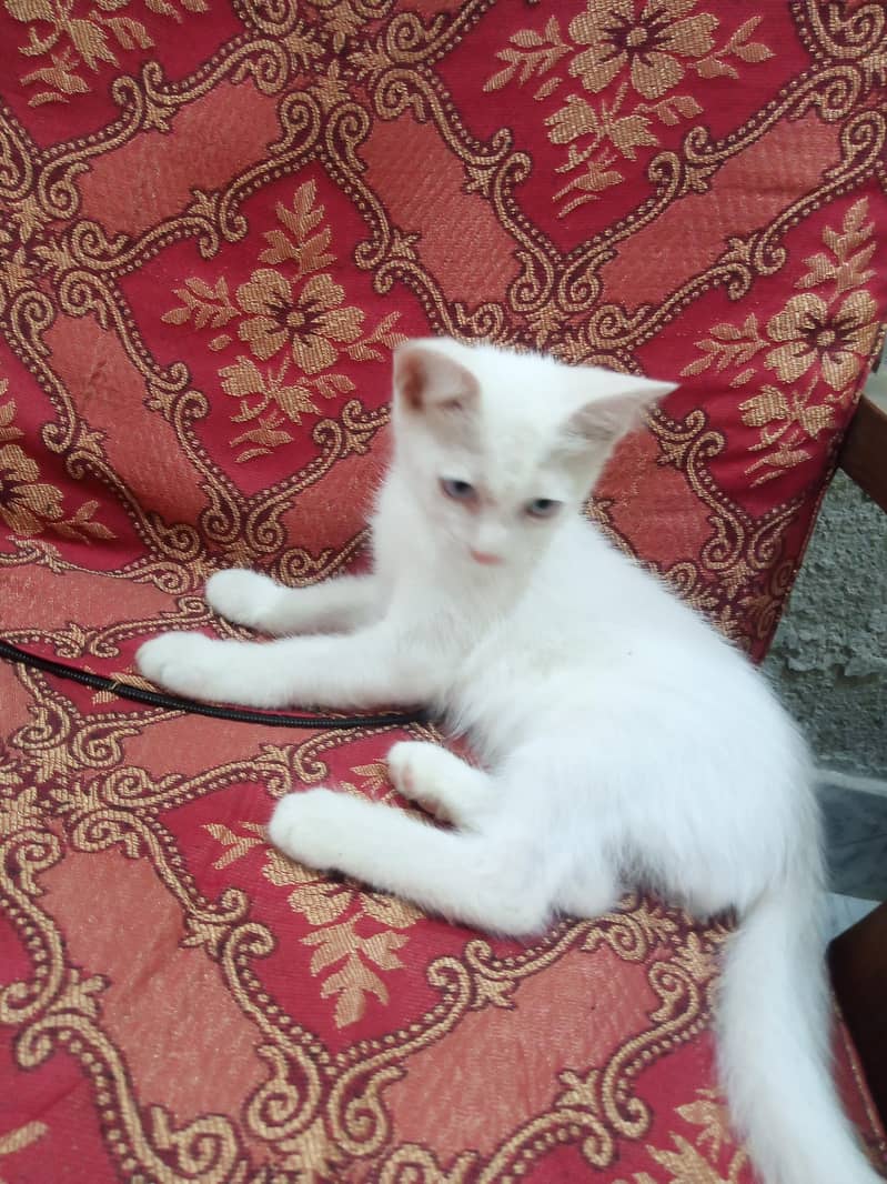 Persian 1