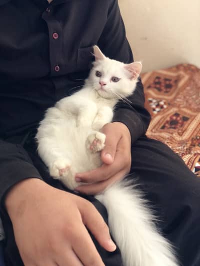 Kitten for sale