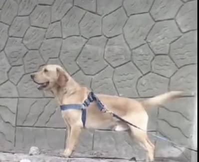 Trained Labrador for sale