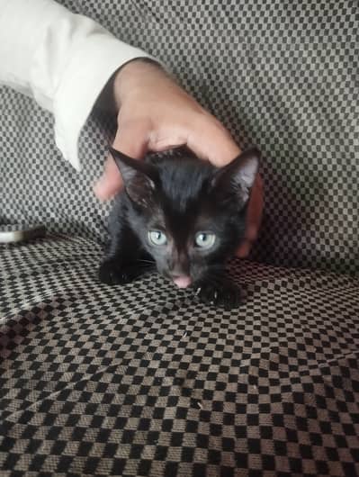 cat baby