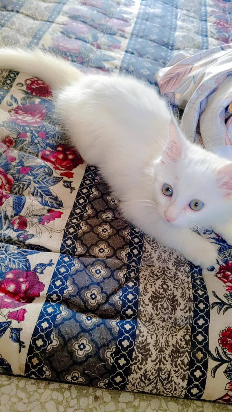 Persian cat 0