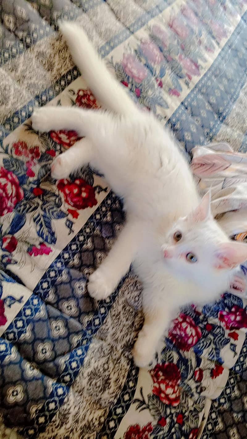 Persian cat 1