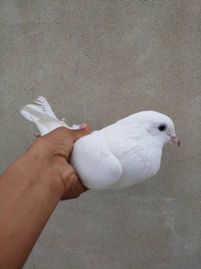 Makoya alif choch male for sale.