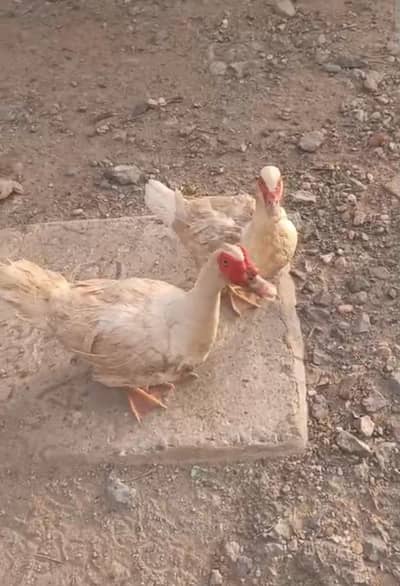 White Muscovy ducks laying eggs 1 male 3 females