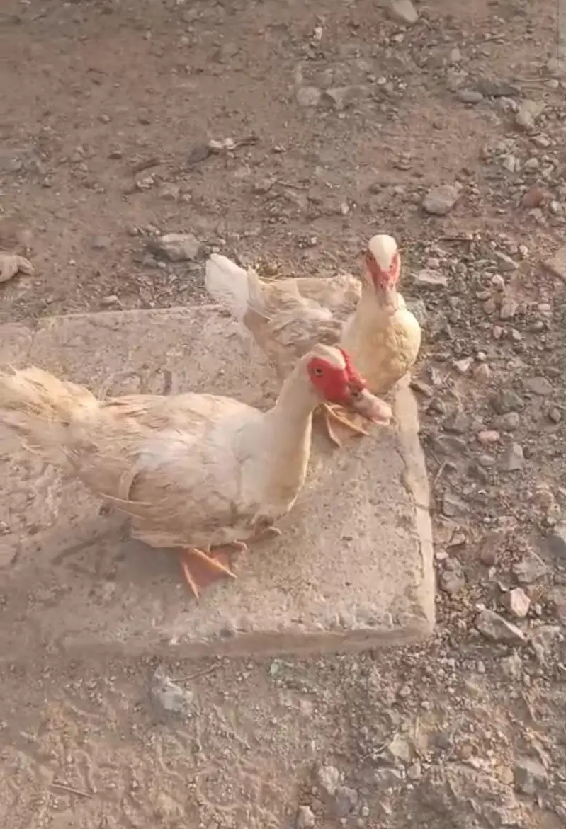 White Muscovy ducks laying eggs 1 male 3 females