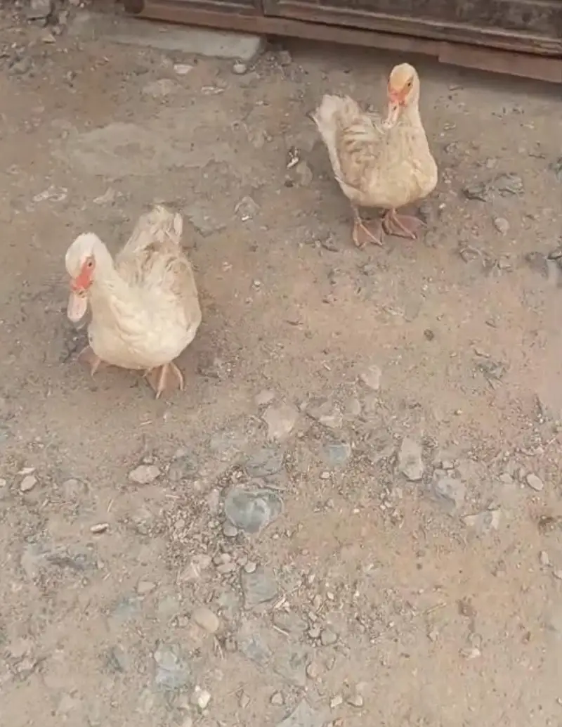 White Muscovy ducks laying eggs 1 male 3 females — photo 3