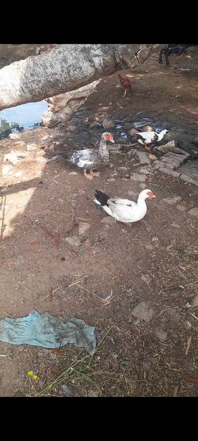 Muscovy duck set