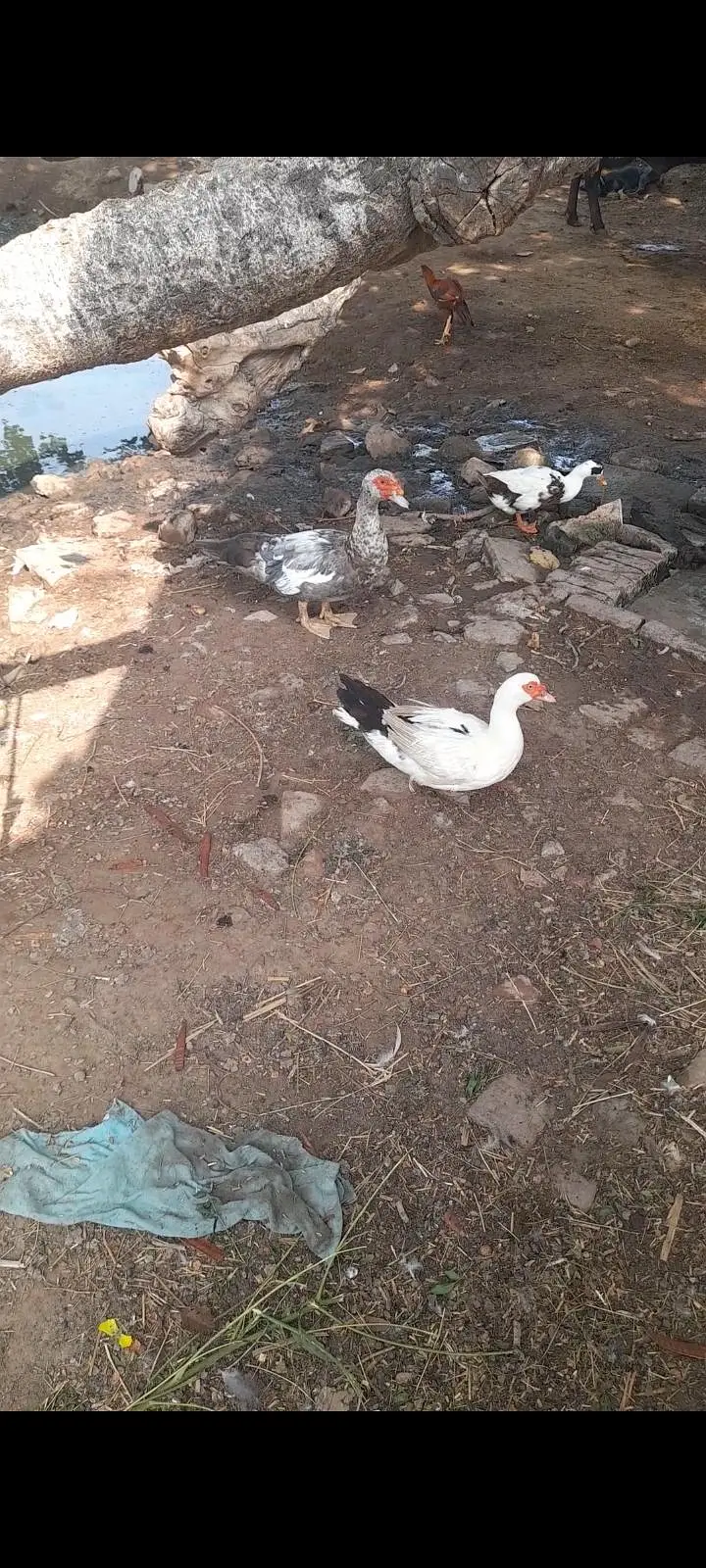 Muscovy duck set