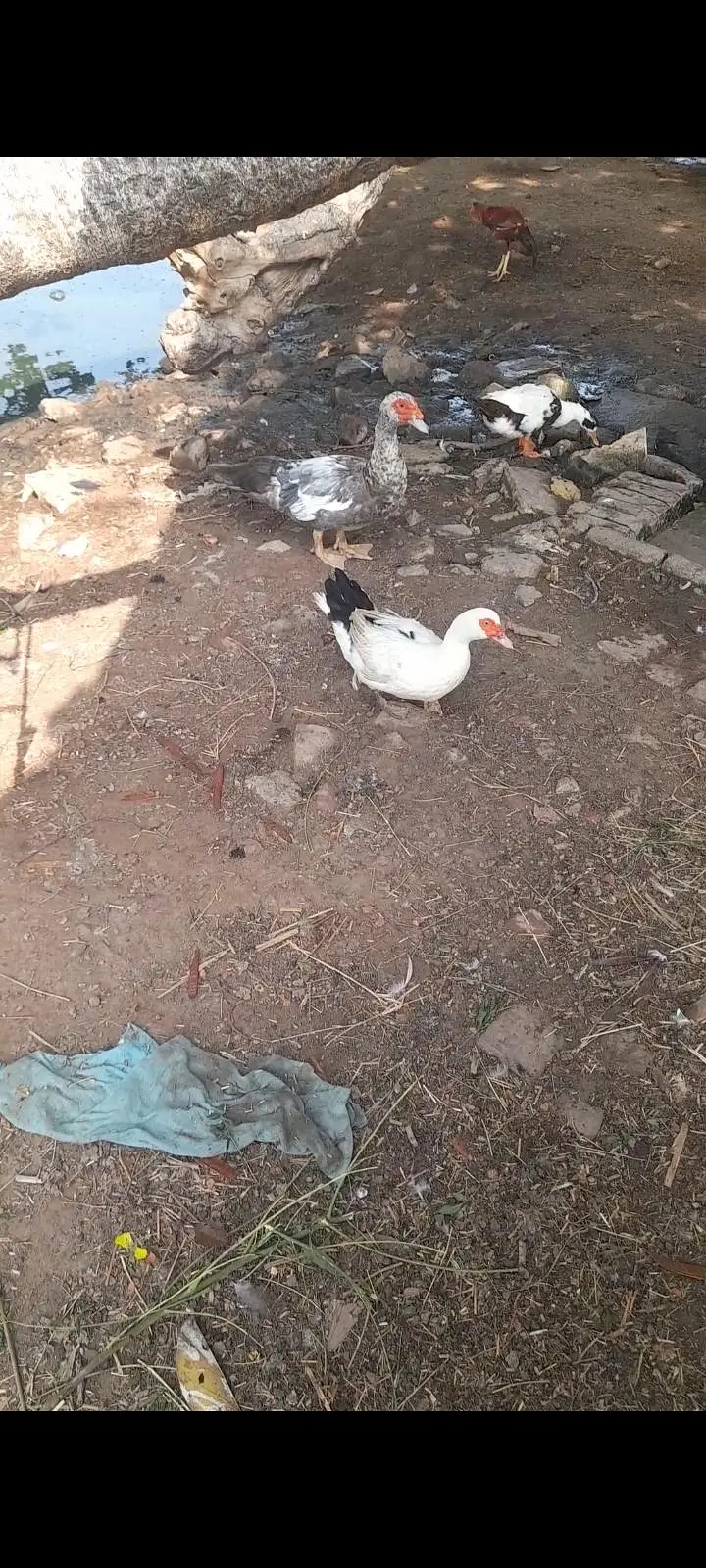 Muscovy duck set — photo 2