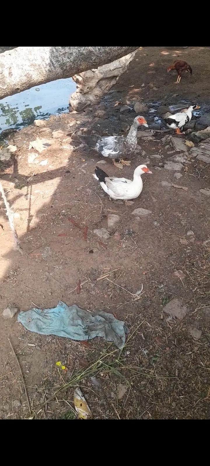 Muscovy duck set — photo 3