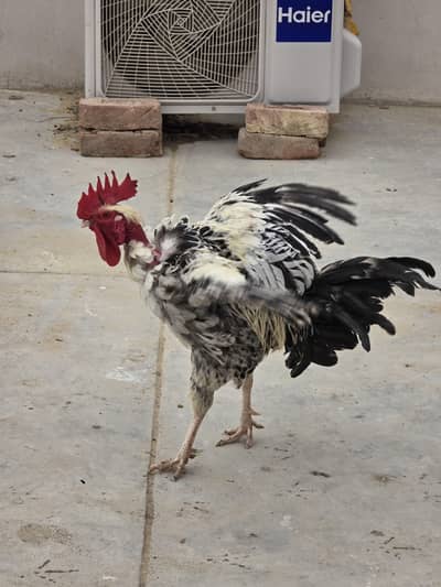 Pure Nasli Hens