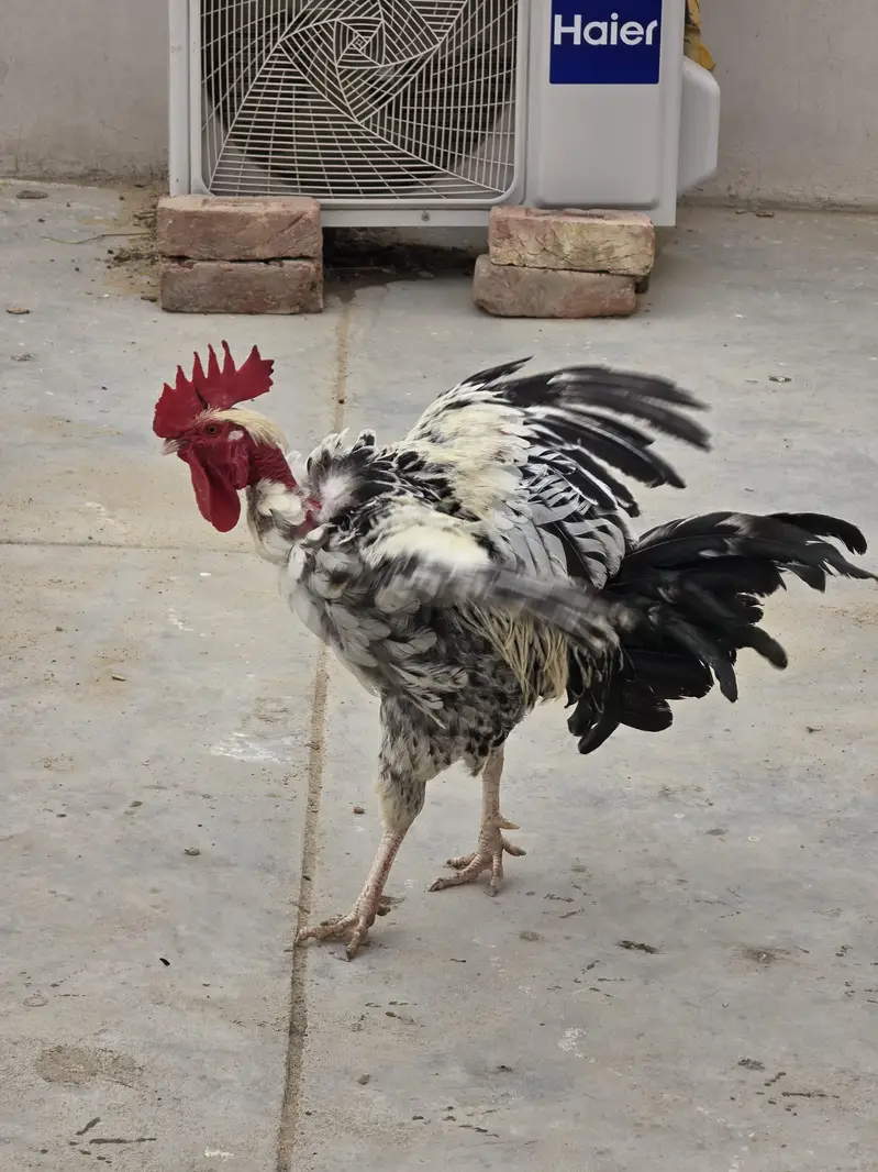 Pure Nasli Hens — photo 2