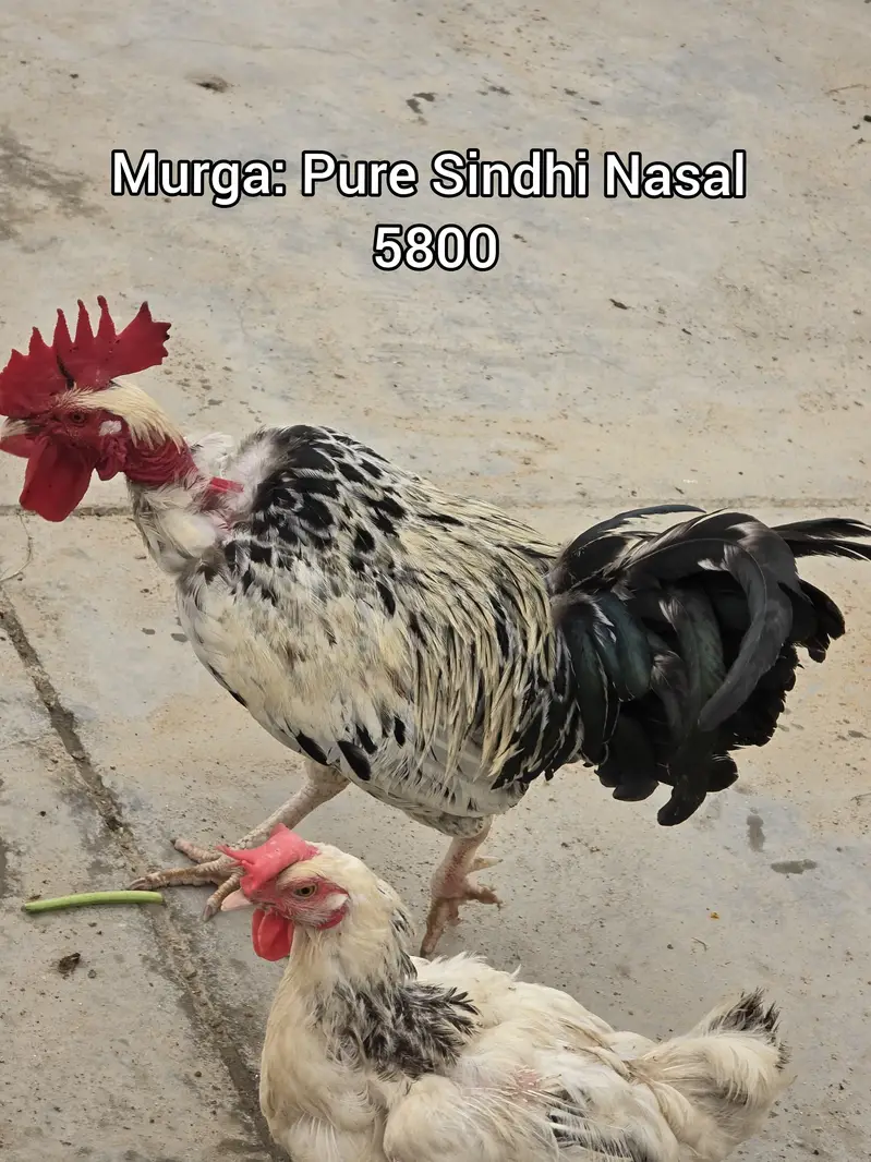 Pure Nasli Hens — photo 3