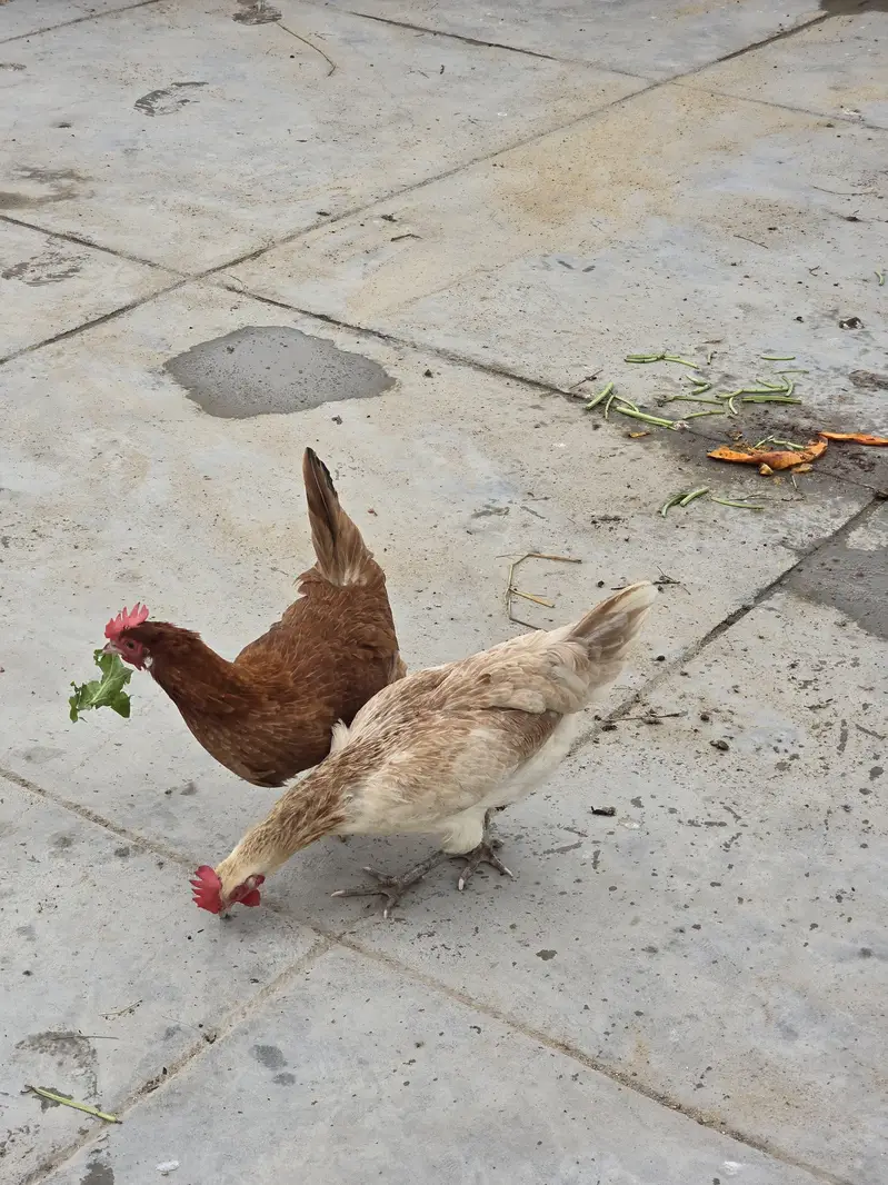 Pure Nasli Hens — photo 4