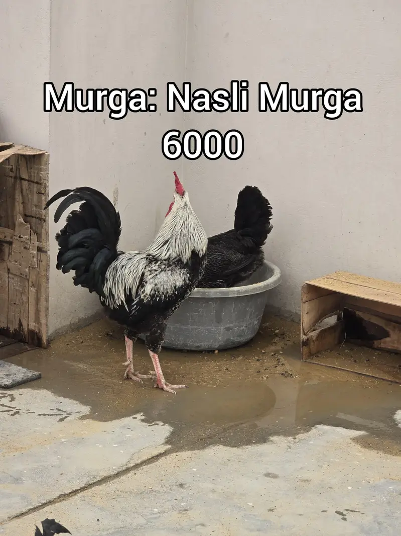 Pure Nasli Hens — photo 5
