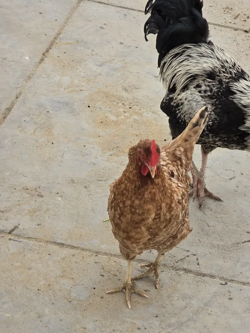 Pure Nasli Hens — photo 7