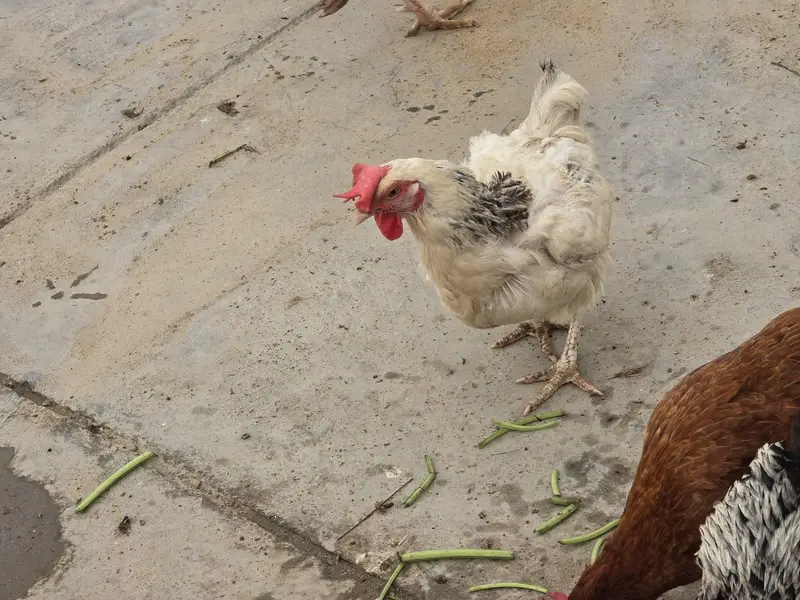 Pure Nasli Hens — photo 8