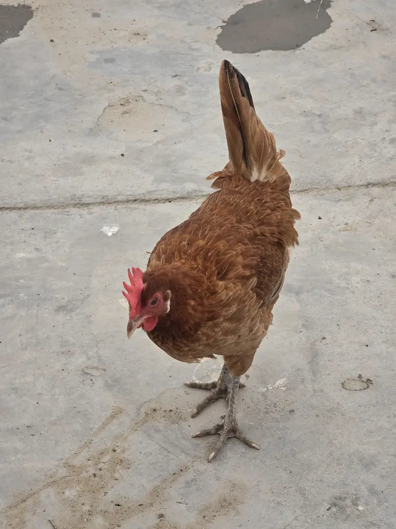 Pure Nasli Hens — photo 9