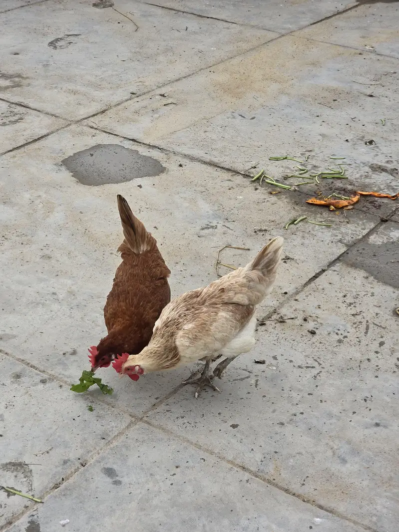 Pure Nasli Hens — photo 10