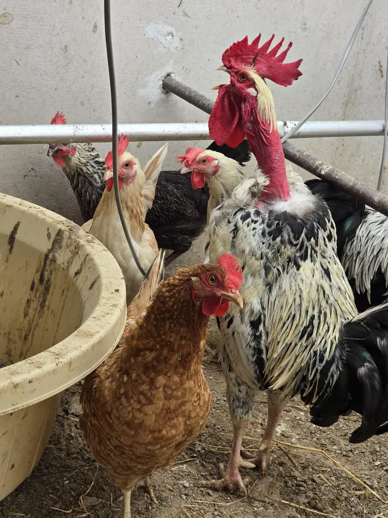 Pure Nasli Hens — photo 11