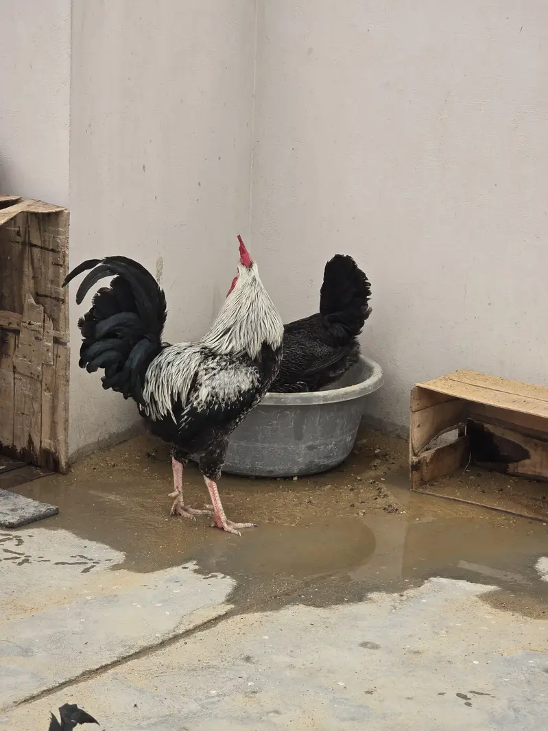 Pure Nasli Hens — photo 12