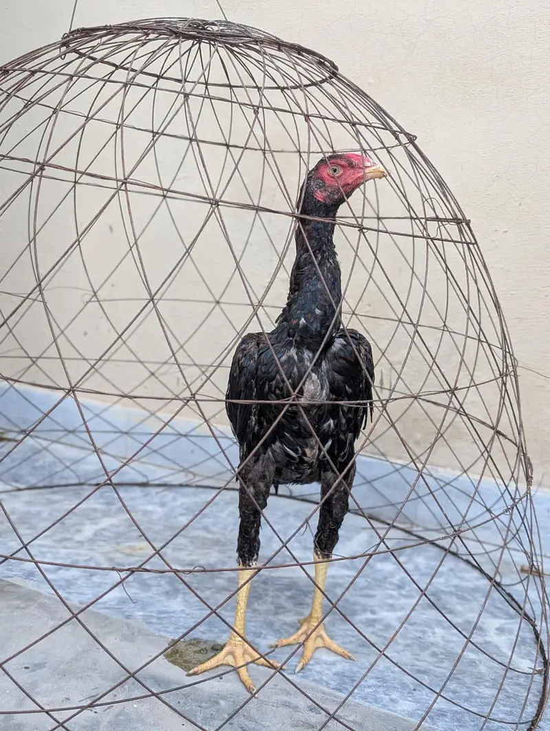 lakha patha — photo 4