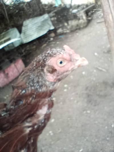 Aseel Hens