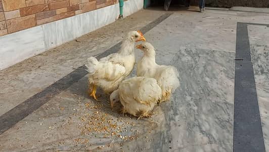 White Bantam Trio 0320 4143422