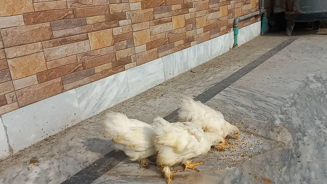 White Bantam Trio 0320 4143422 — photo 2