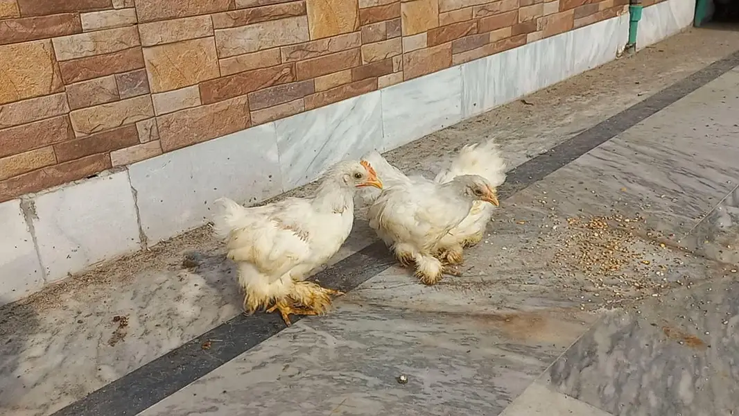 White Bantam Trio 0320 4143422 — photo 3