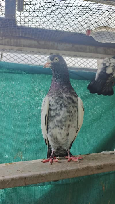 high flight Teddy pigeons for sale healthy and active