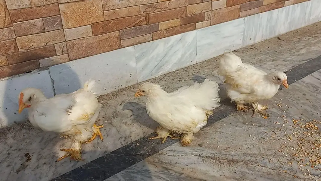 White Bantam Trio 0320 4143422 — photo 4