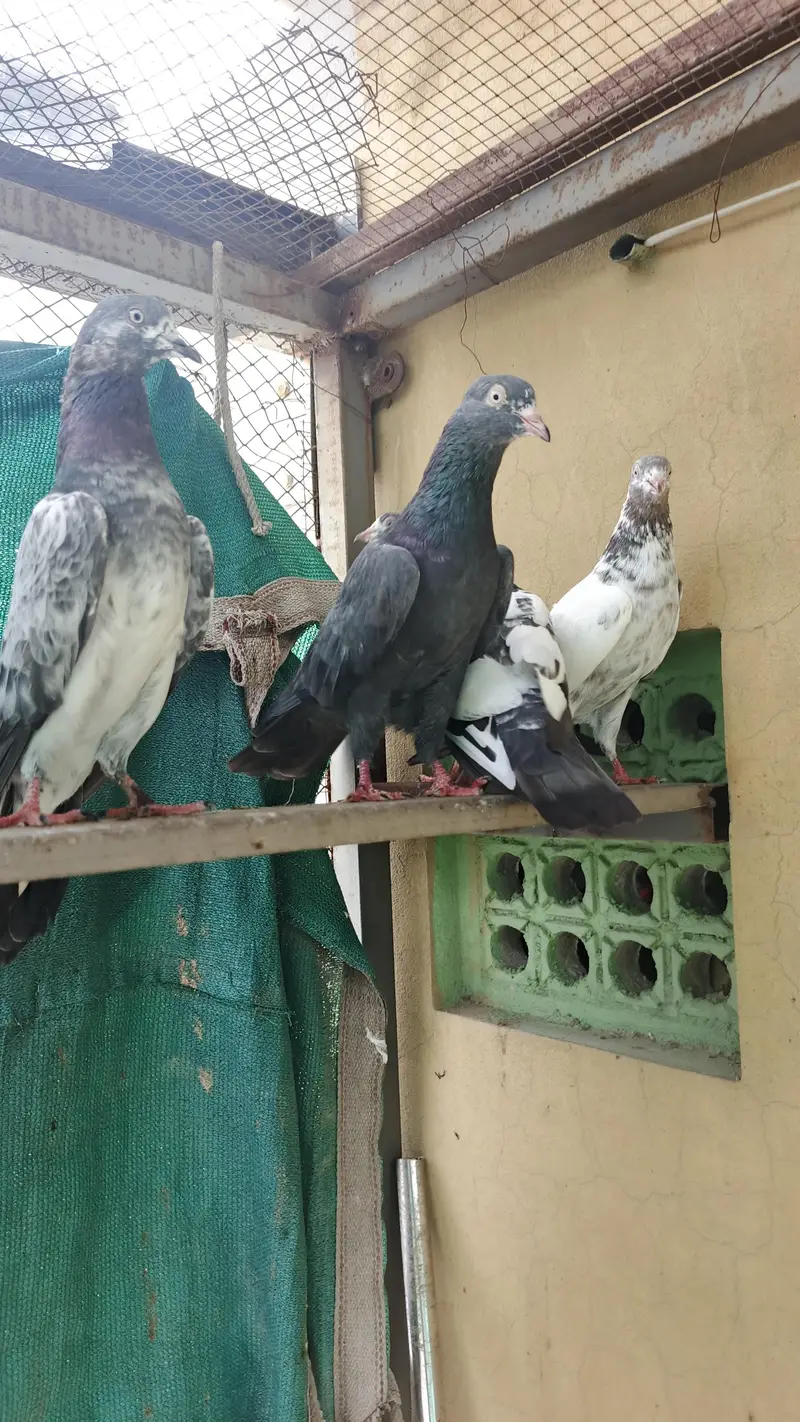 high flight Teddy pigeons for sale healthy and active — photo 2