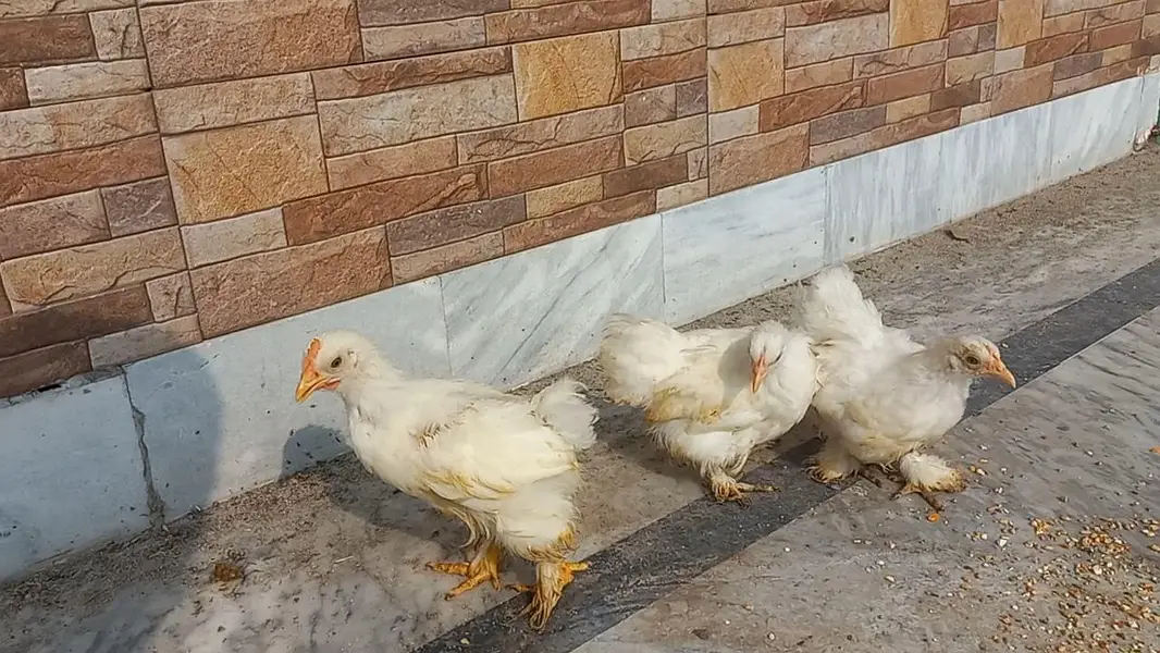 White Bantam Trio 0320 4143422 — photo 5