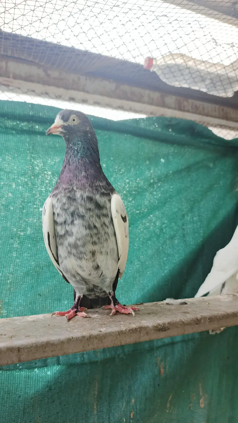high flight Teddy pigeons for sale healthy and active — photo 4