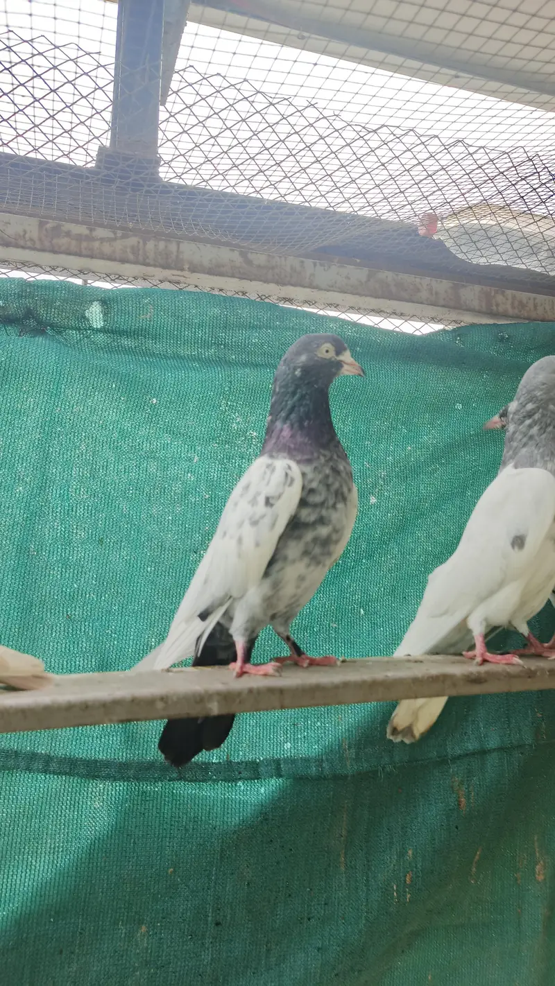 high flight Teddy pigeons for sale healthy and active — photo 5