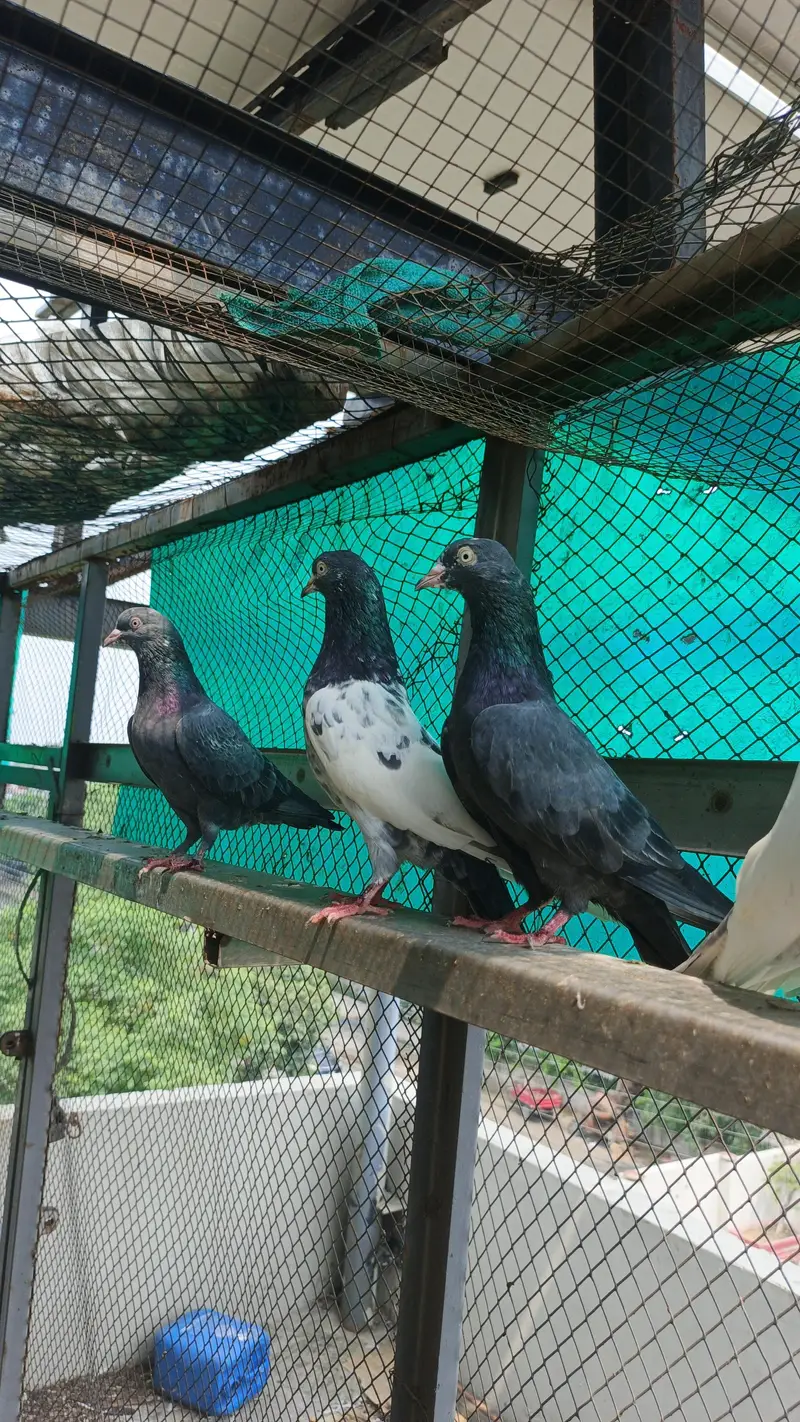 high flight Teddy pigeons for sale healthy and active — photo 9
