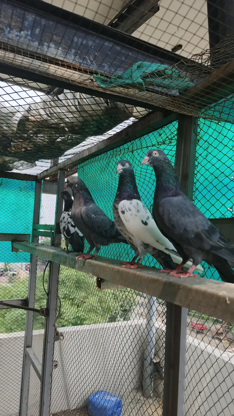high flight Teddy pigeons for sale healthy and active — photo 10