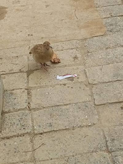dhakni male teetar
