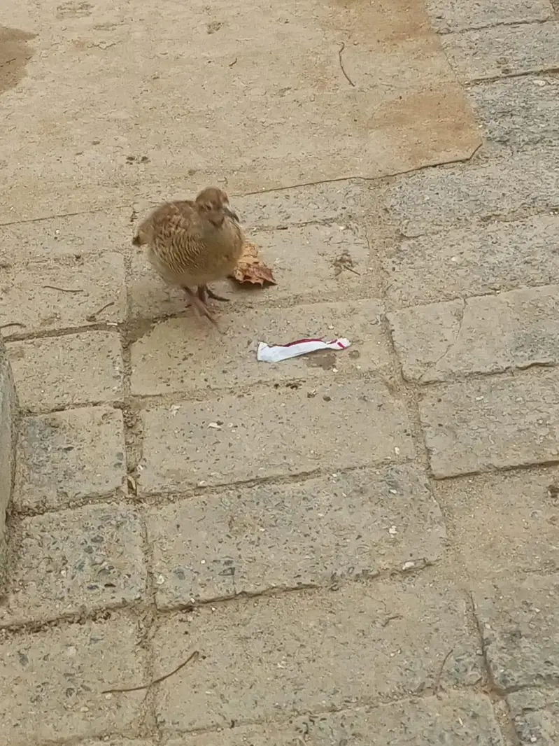 dhakni male teetar
