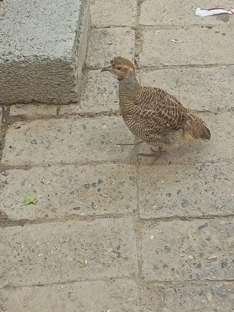 dhakni male teetar — photo 2