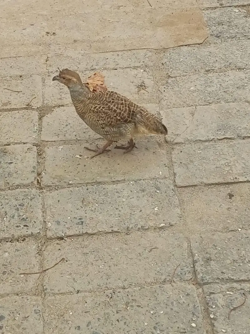 dhakni male teetar — photo 3